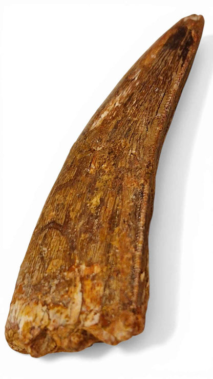 Carcharodontosaurus saharicus Tooth 5.6cm – African T. rex | Morocco