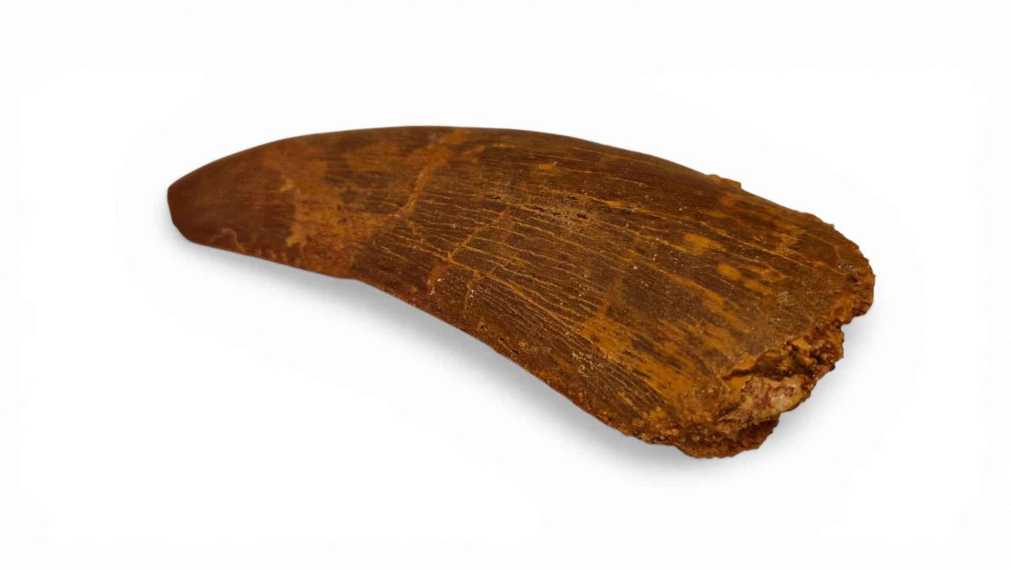 Carcharodontosaurus saharicus Tooth 7.5cm – African T. rex | Morocco