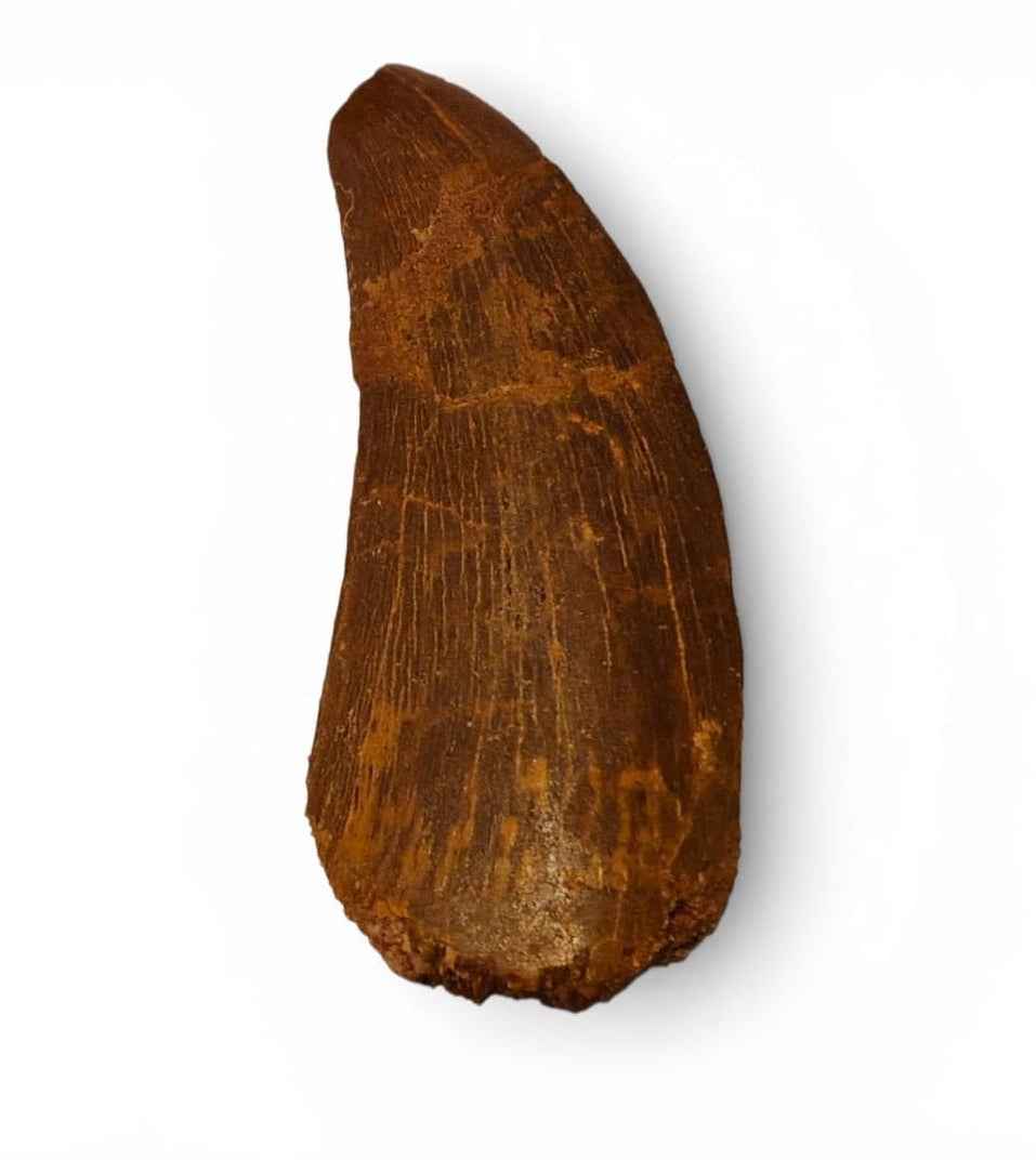 Carcharodontosaurus saharicus Tooth 7.5cm – African T. rex | Morocco