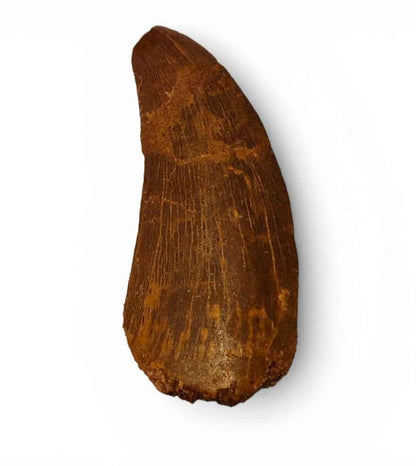 Carcharodontosaurus saharicus Tooth 7.5cm – African T. rex | Morocco