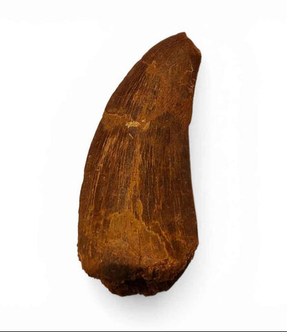 Carcharodontosaurus saharicus Tooth 7.5cm – African T. rex | Morocco
