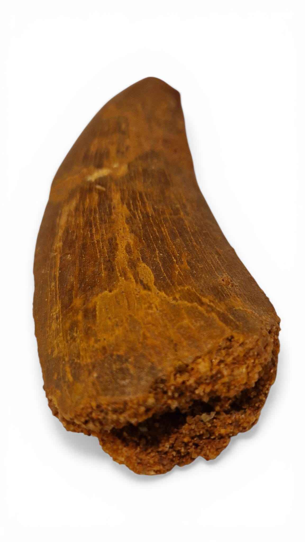 Carcharodontosaurus saharicus Tooth 7.5cm – African T. rex | Morocco