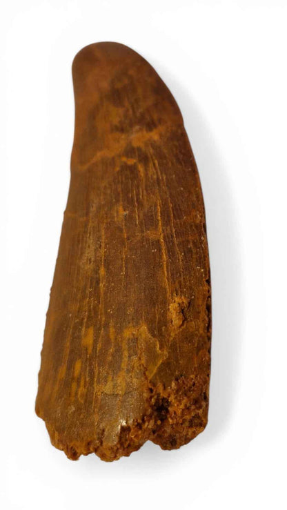 Carcharodontosaurus saharicus Tooth 7.5cm – African T. rex | Morocco
