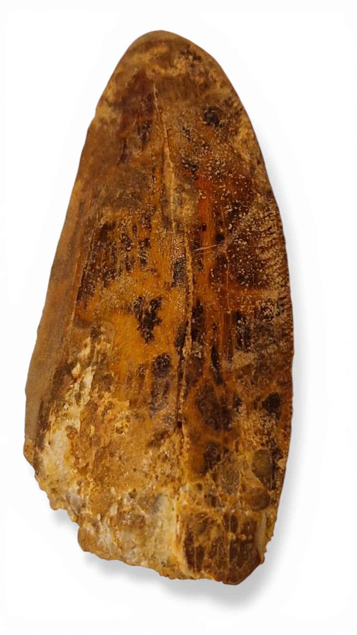 Carcharodontosaurus saharicus Tooth 6cm – African T. rex | Morocco