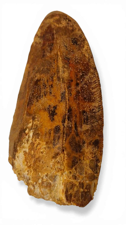 Carcharodontosaurus saharicus Tooth 6cm – African T. rex | Morocco