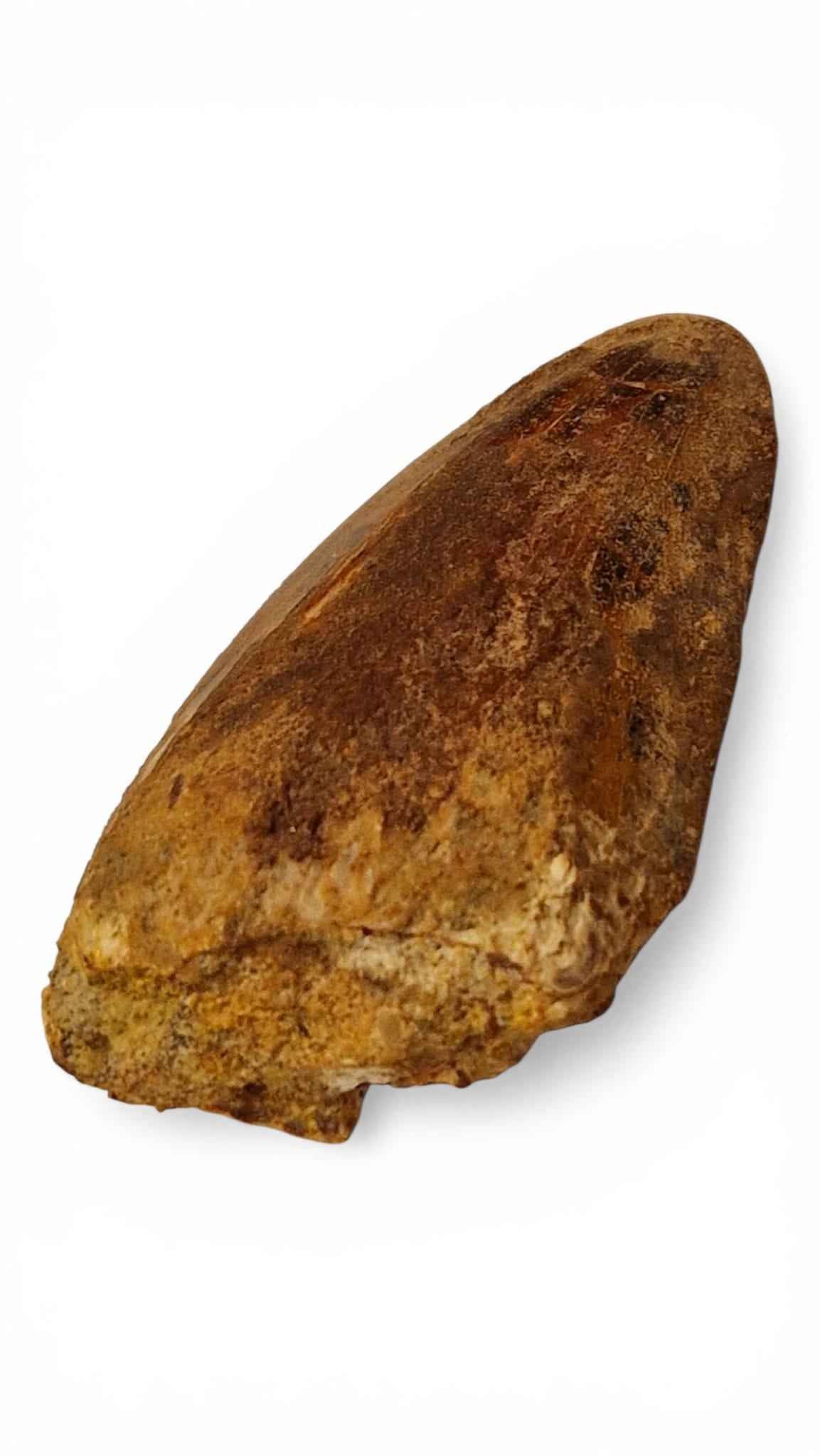 Carcharodontosaurus saharicus Tooth 6cm – African T. rex | Morocco