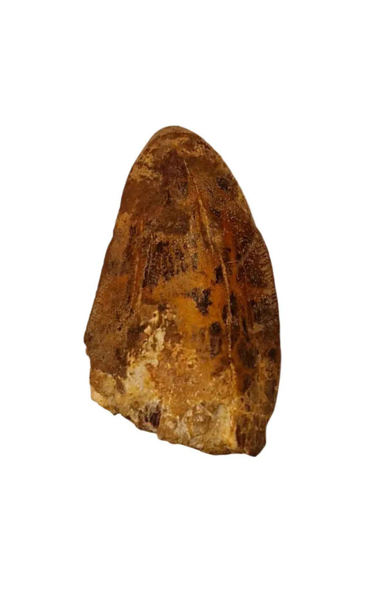 Carcharodontosaurus saharicus Tooth 6cm – African T. rex | Morocco