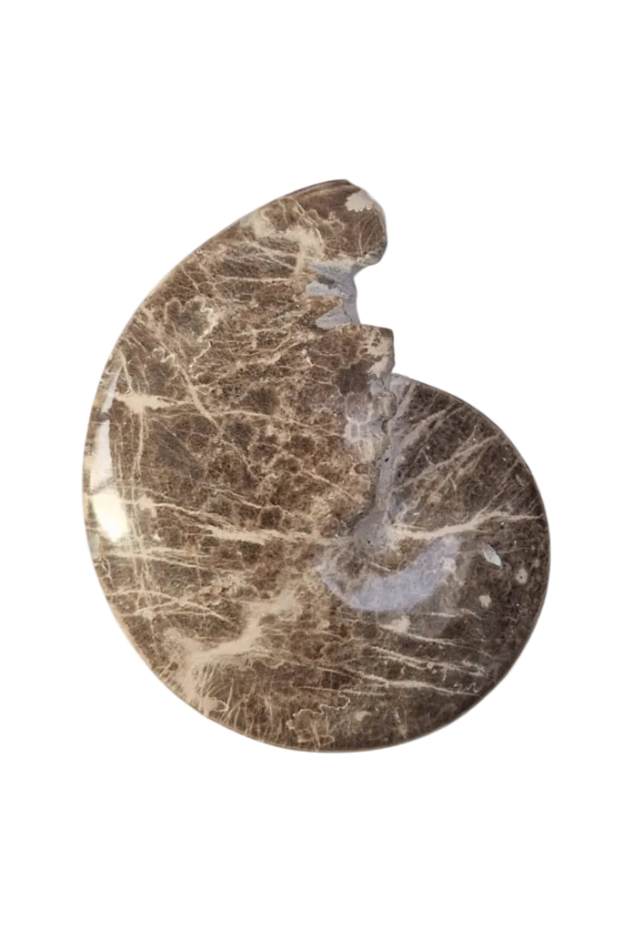 Choffaticeras sp.  Ammonite for Sale | Cretaceous Fossil Morocco | Fossils NH