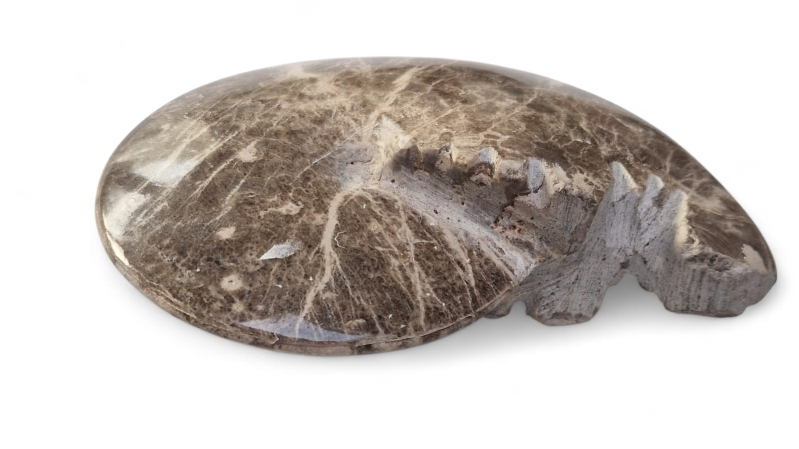 Choffaticeras sp.  Ammonite for Sale | Cretaceous Fossil Morocco | Fossils NH 1