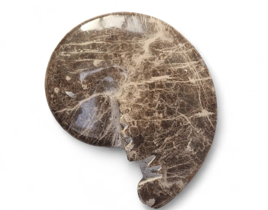 Choffaticeras sp.  Ammonite for Sale | Cretaceous Fossil Morocco | Fossils NH 5