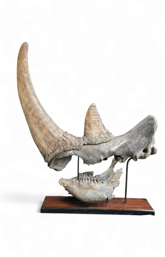 Coelodonta antiquitatis - Woolly Rhino Skull on Stand | Ice Age Poland