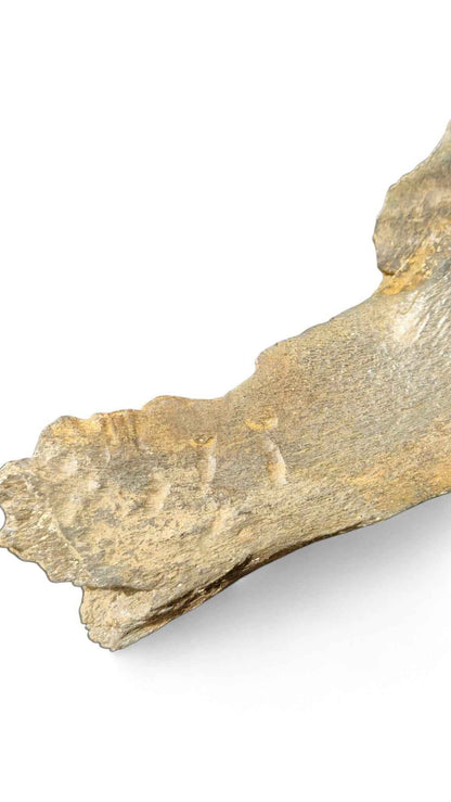 Coelodonta antiquitatis - Woolly Rhino Skull on Stand | Ice Age Poland