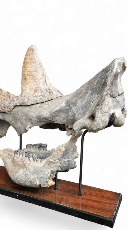 Coelodonta antiquitatis - Woolly Rhino Skull on Stand | Ice Age Poland