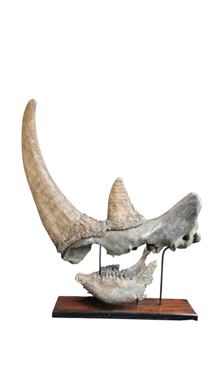 Coelodonta antiquitatis - Woolly Rhino Skull on Stand | Ice Age Poland