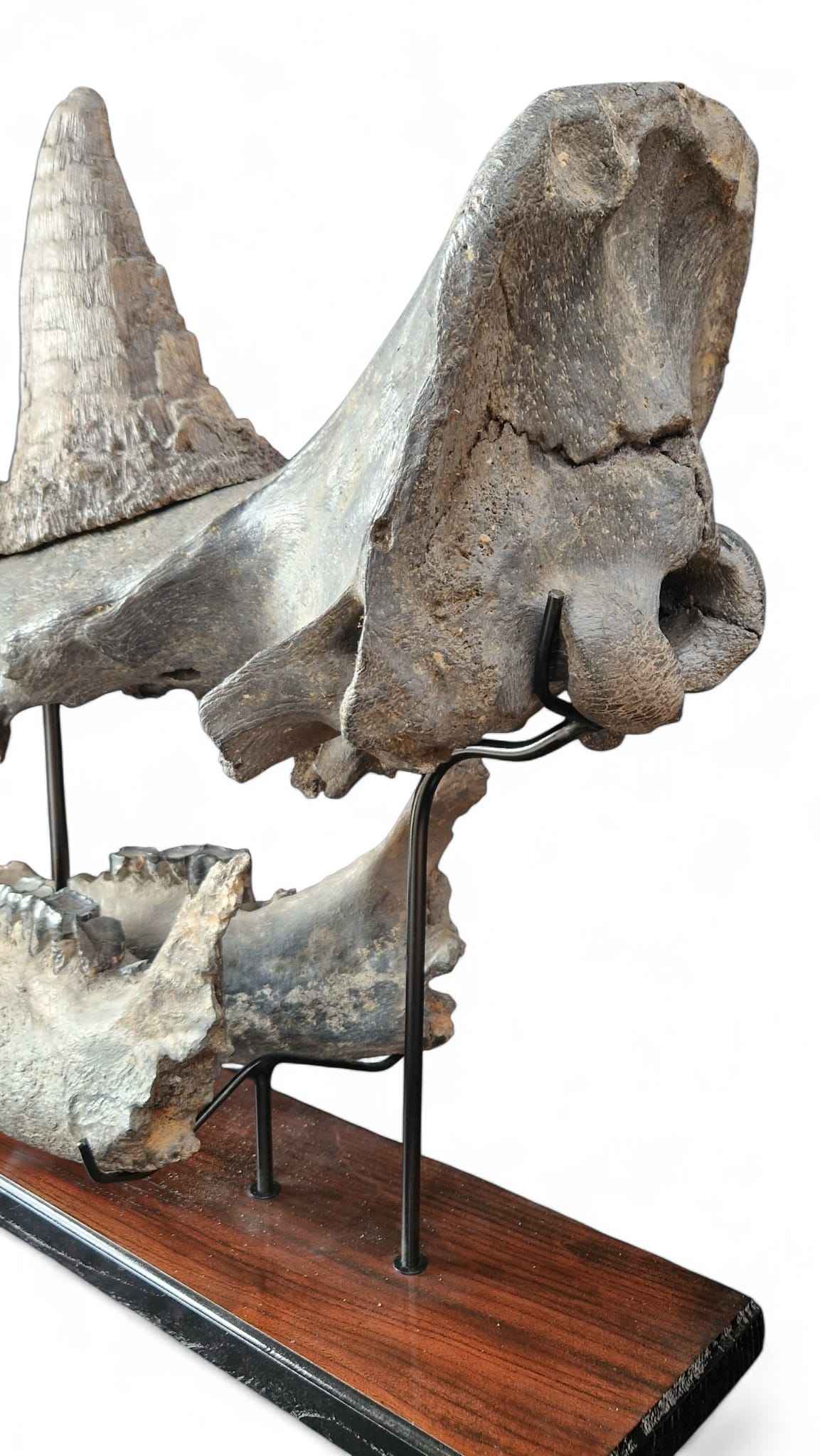 Coelodonta antiquitatis - Woolly Rhino Skull on Stand | Ice Age Poland