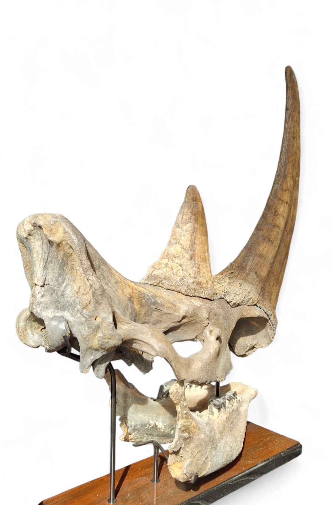 Coelodonta antiquitatis - Woolly Rhino Skull on Stand | Ice Age Poland