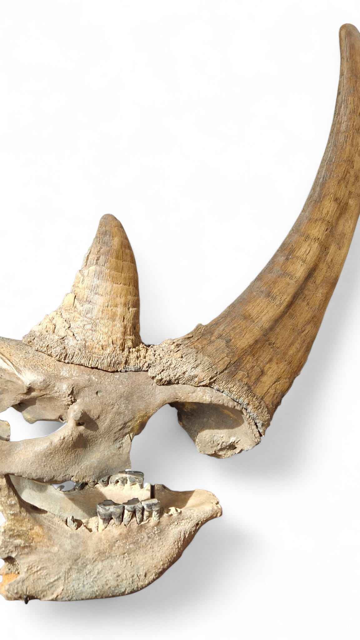 Coelodonta antiquitatis - Woolly Rhino Skull on Stand | Ice Age Poland