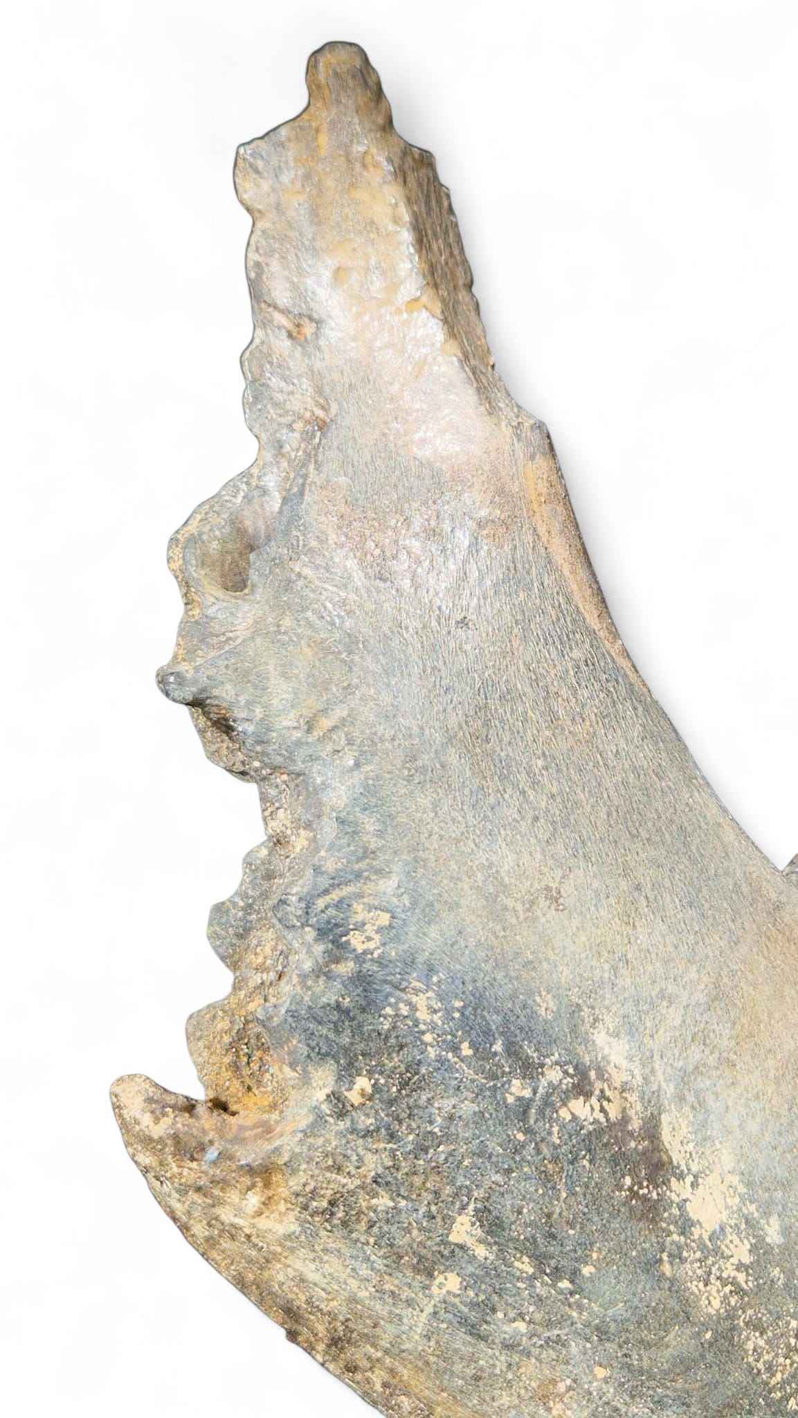 Coelodonta antiquitatis - Woolly Rhino Skull on Stand | Ice Age Poland