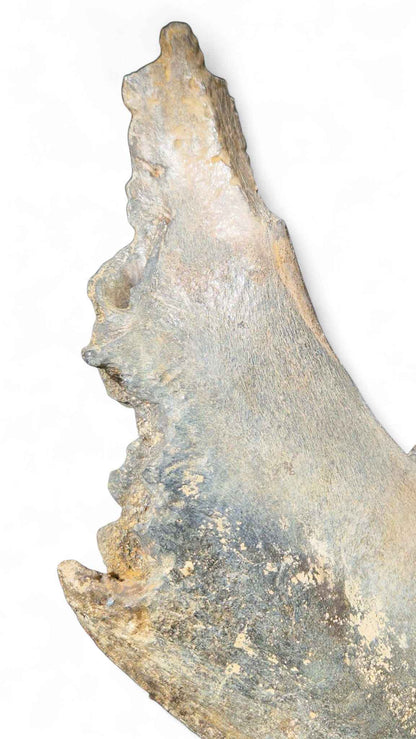 Coelodonta antiquitatis - Woolly Rhino Skull on Stand | Ice Age Poland