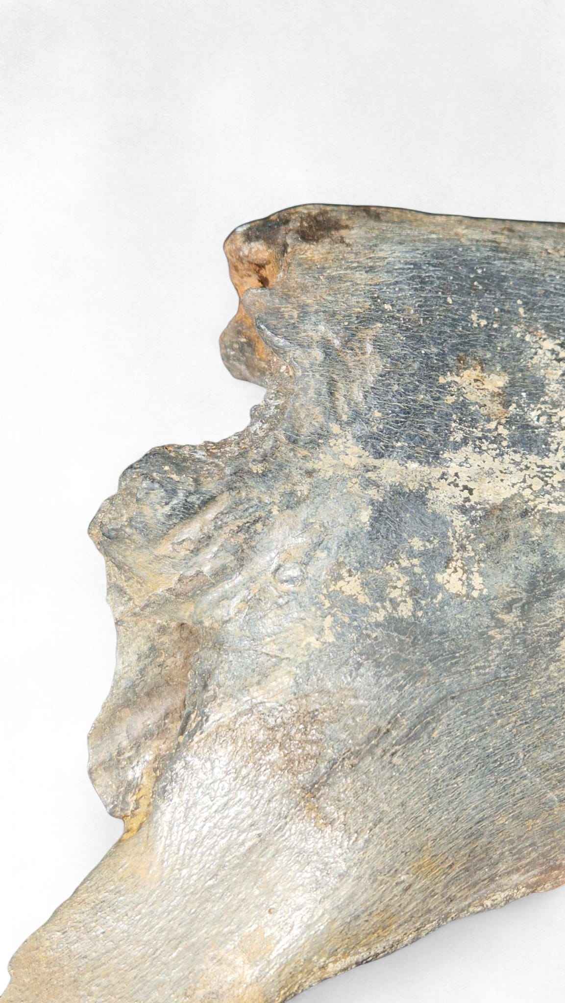 Coelodonta antiquitatis - Woolly Rhino Skull on Stand | Ice Age Poland
