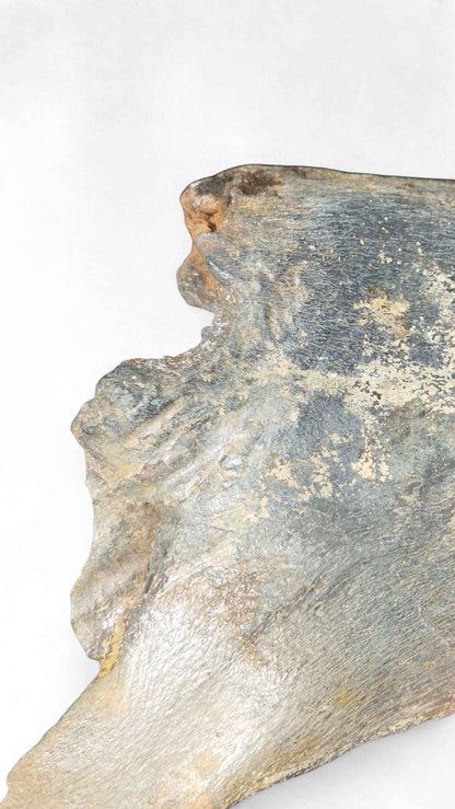 Coelodonta antiquitatis - Woolly Rhino Skull on Stand | Ice Age Poland