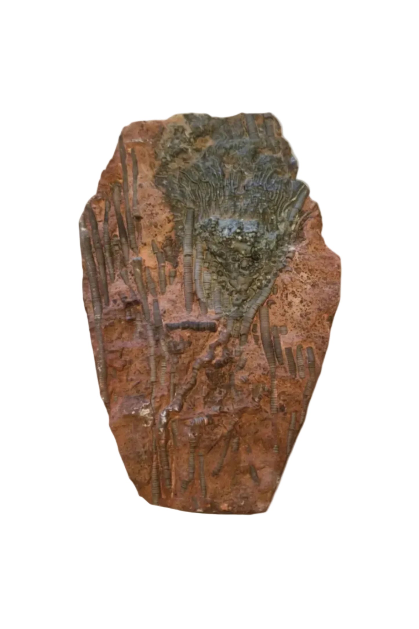 Crinoid Fossil for Sale  Sea Lily 