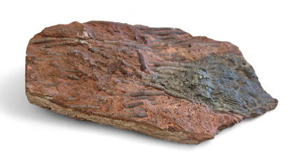 Crinoid Fossil for Sale  Sea Lily  1