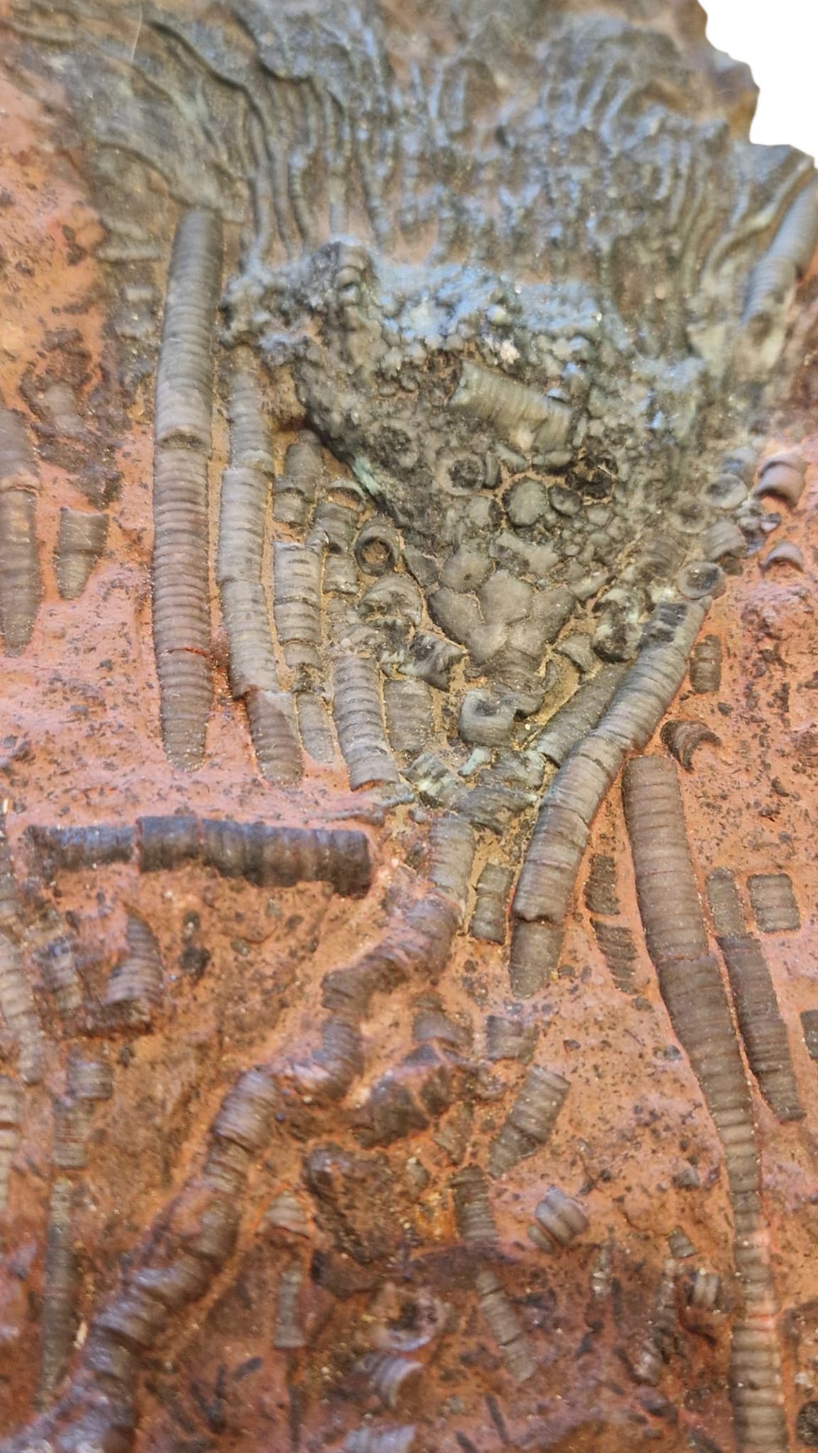 Crinoid Fossil for Sale  Sea Lily 2