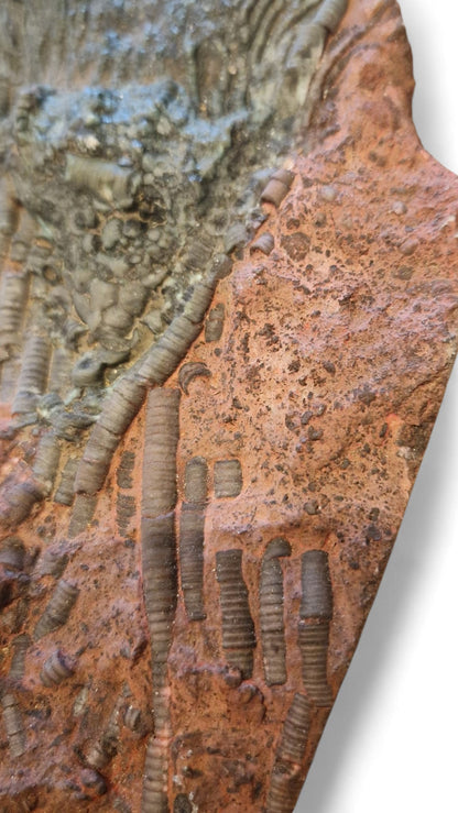 Crinoid Fossil for Sale  Sea Lily  4