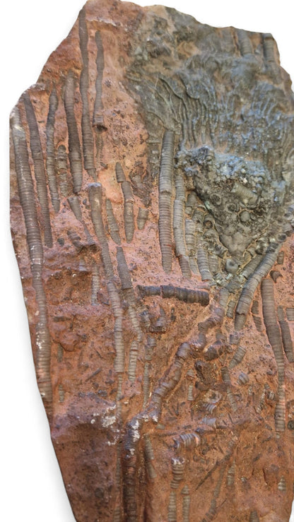 Crinoid Fossil for Sale  Sea Lily  5