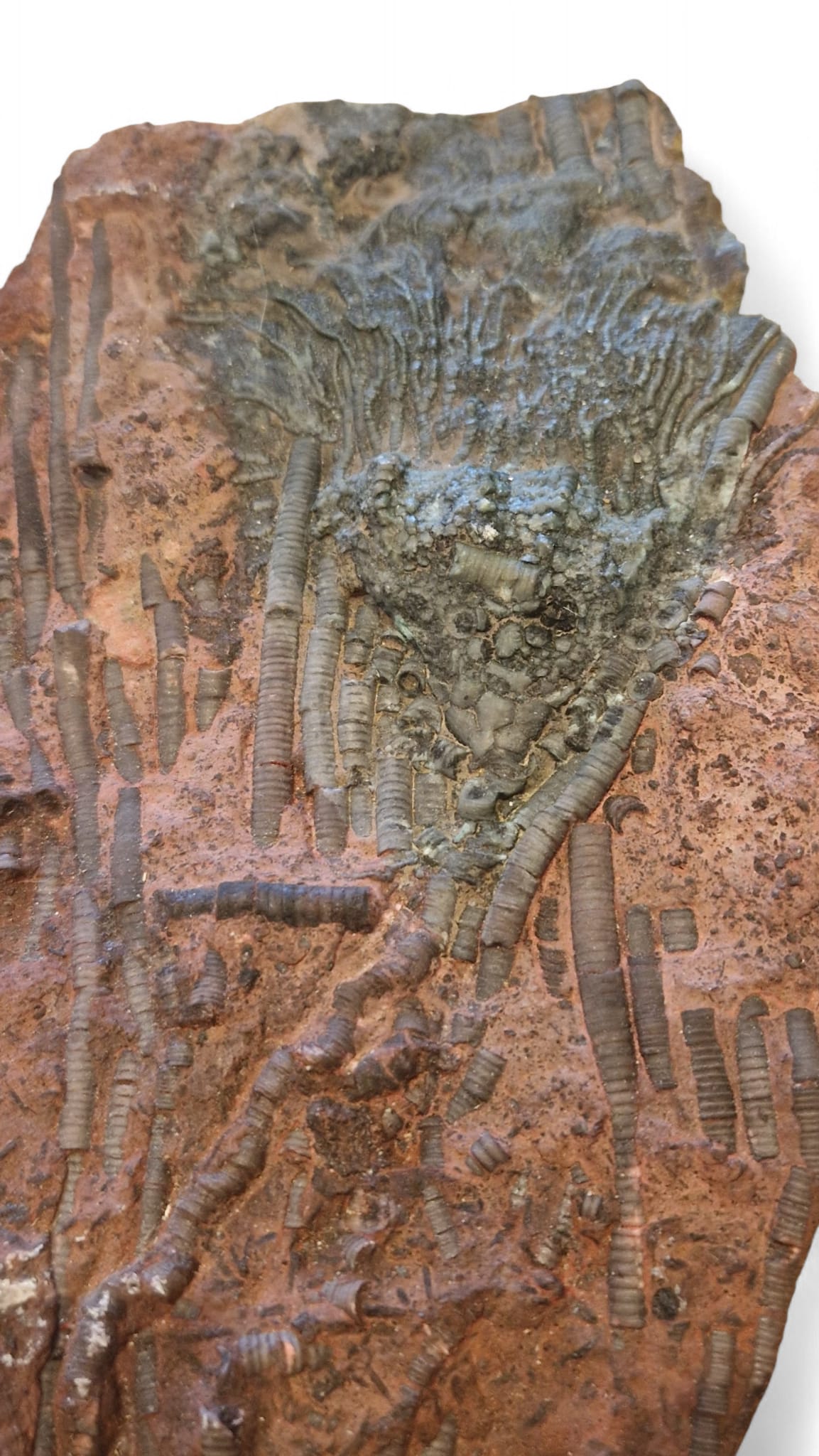 Crinoid Fossil for Sale  Sea Lily  7