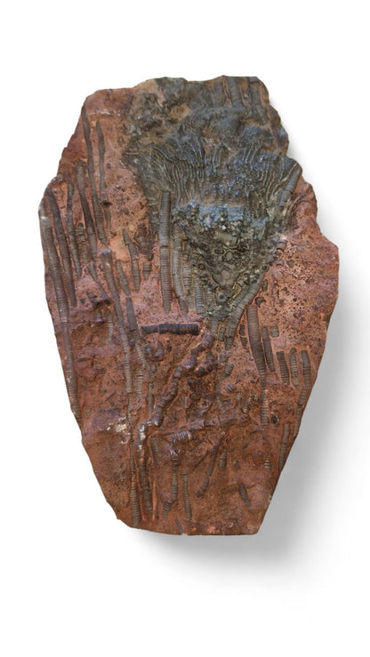 Crinoid Fossil for Sale  Sea Lily 8