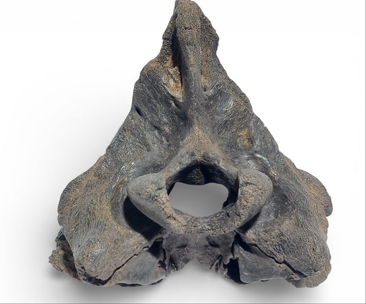 Crocuta – Ice Age Hyena Skull 