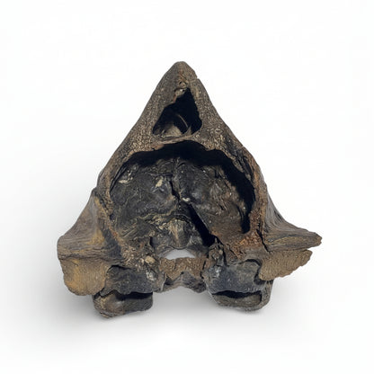 Crocuta – Ice Age Hyena Skull 1