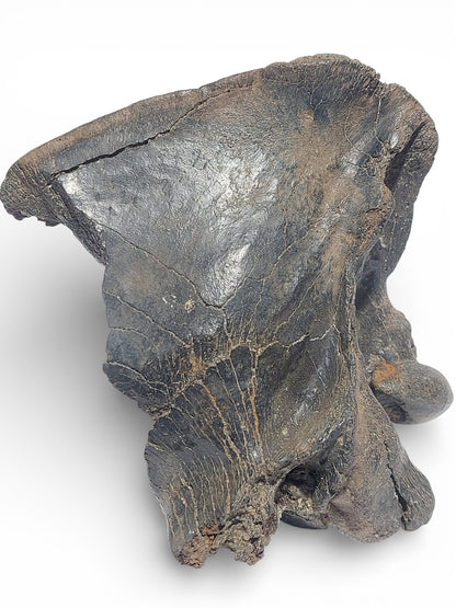 Crocuta_Ice_Age_Hyena_Skull_2