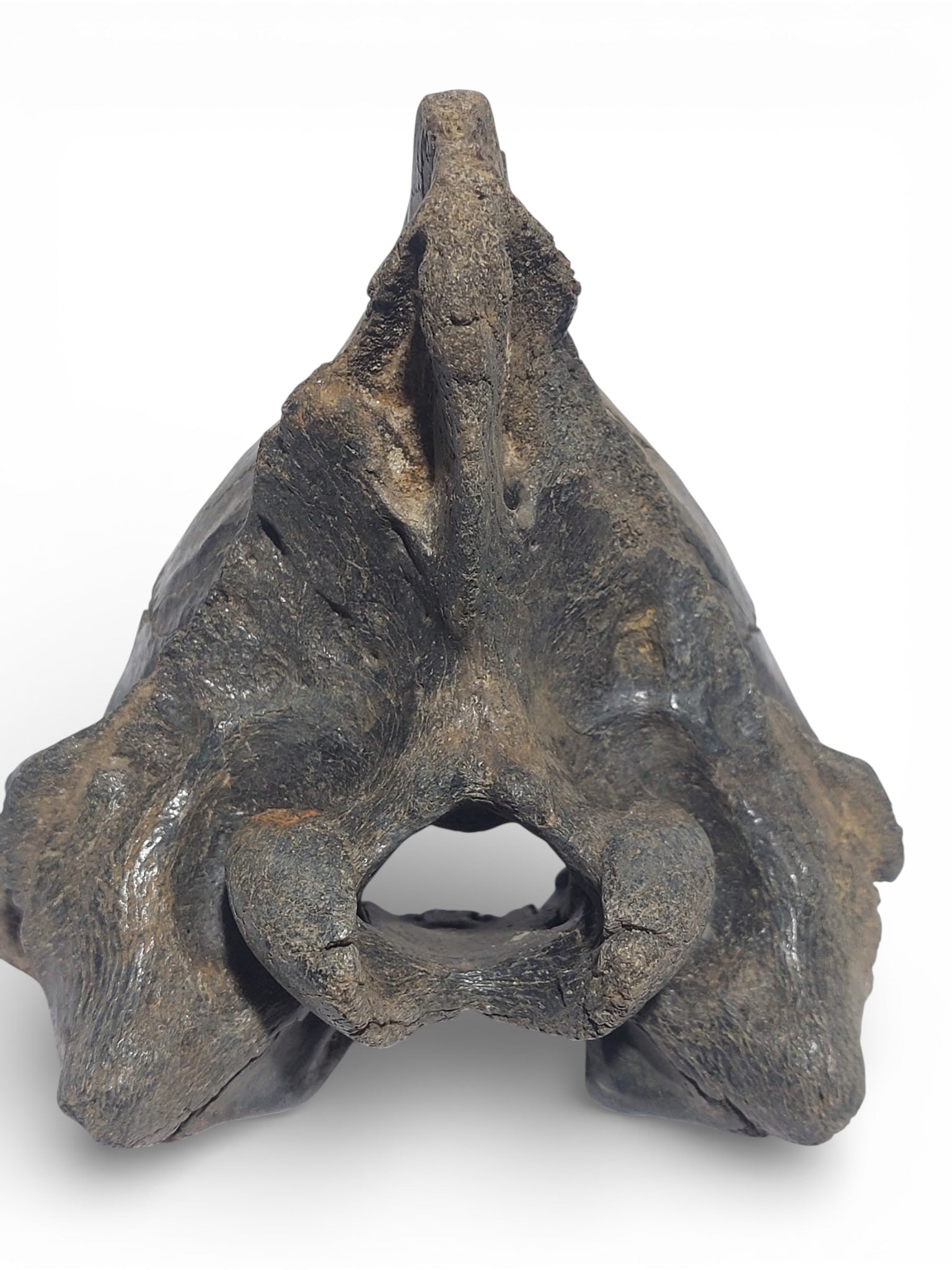 Crocuta_Ice_Age_Hyena_Skull_3