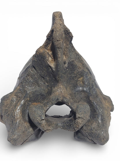 Crocuta_Ice_Age_Hyena_Skull_3