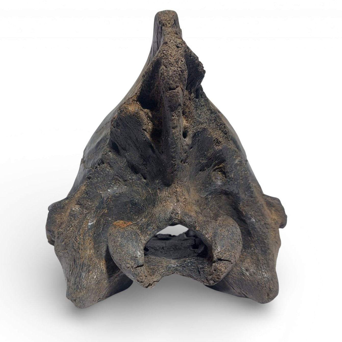 Crocuta_Ice_Age_Hyena_Skull_4