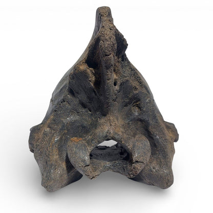 Crocuta_Ice_Age_Hyena_Skull_4