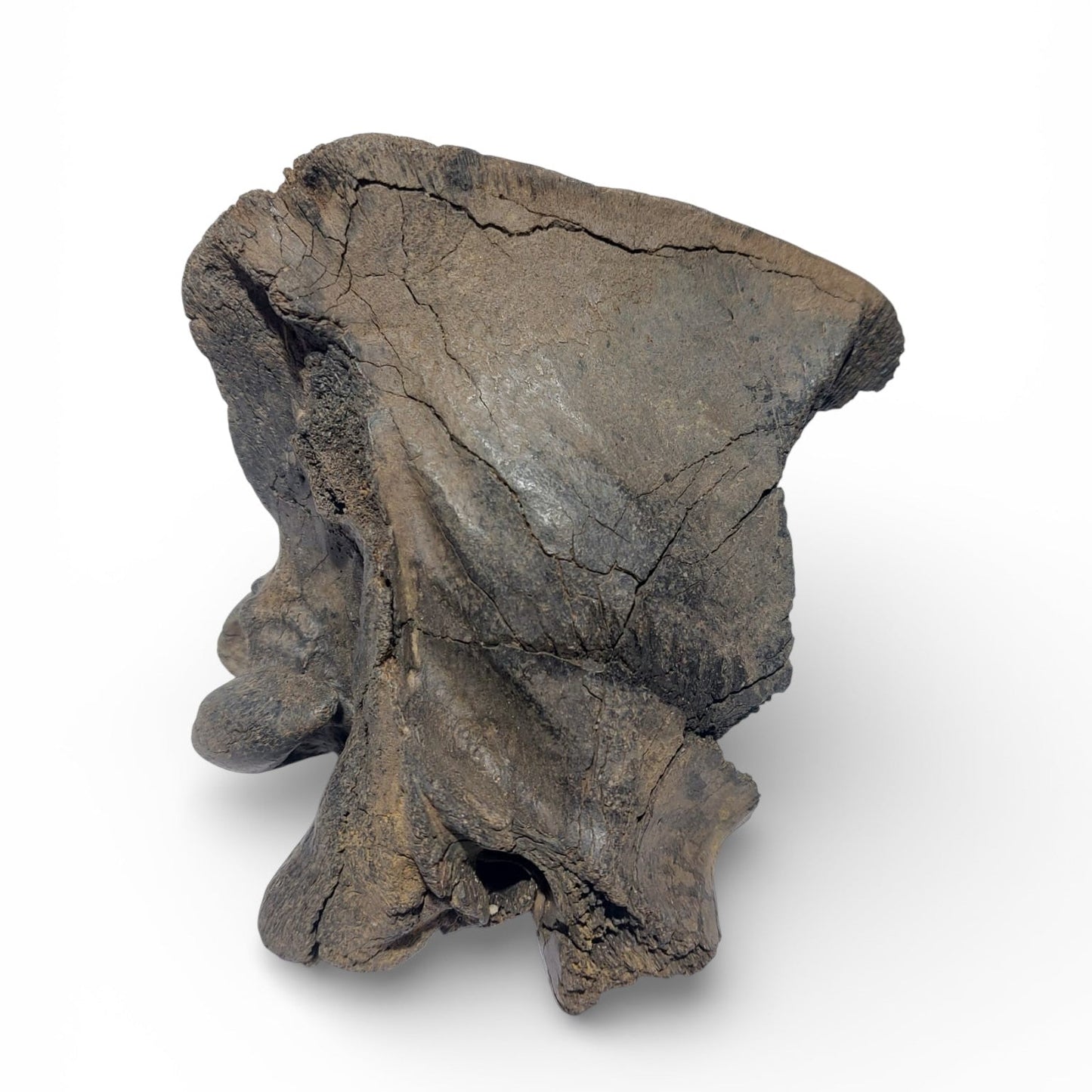 Crocuta_Ice_Age_Hyena_Skull_5