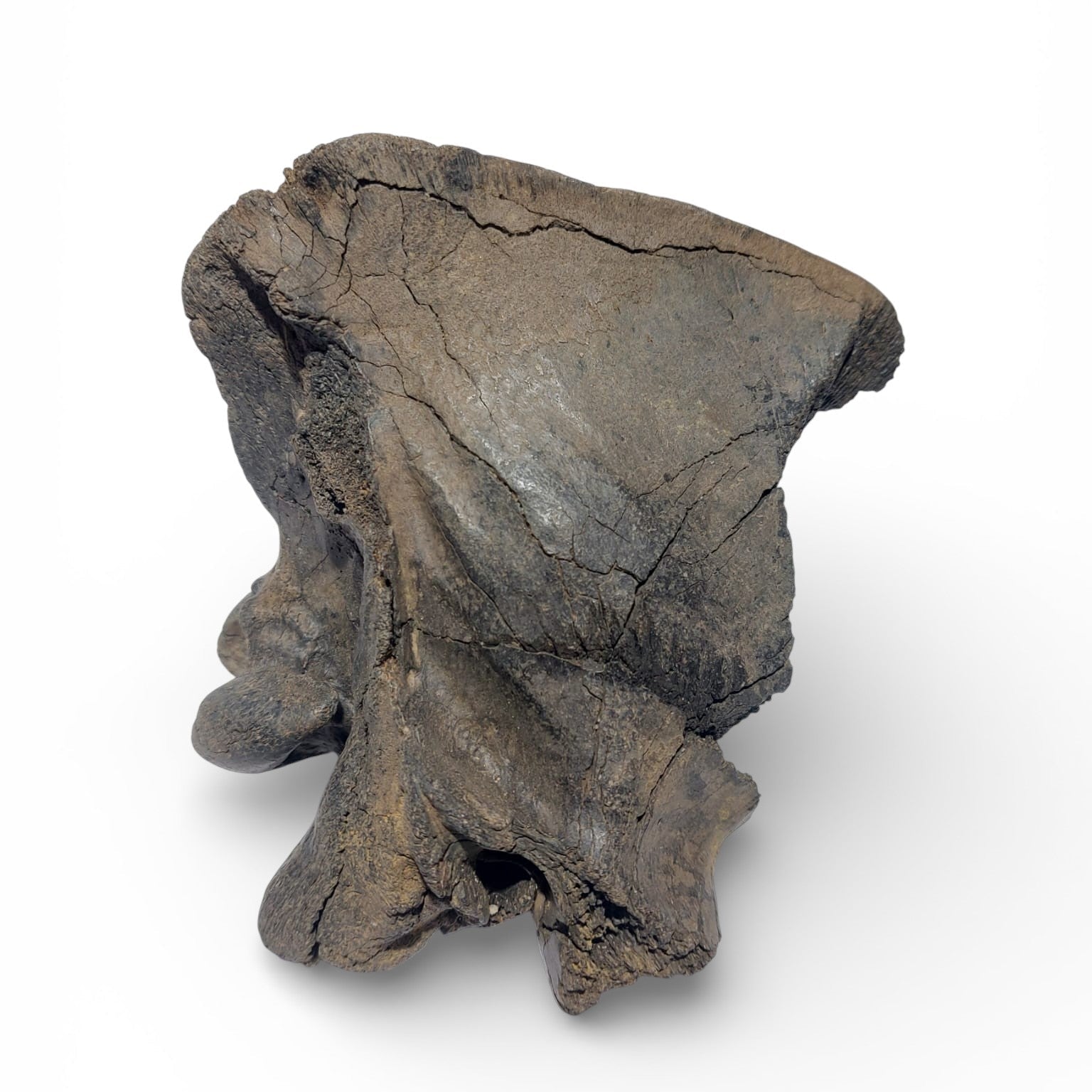 Crocuta_Ice_Age_Hyena_Skull_5