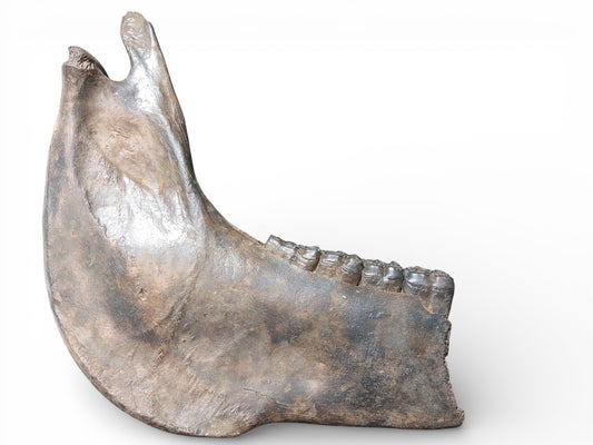 Equus ferus – Ice Age Horse Jaw from the Pleistocene