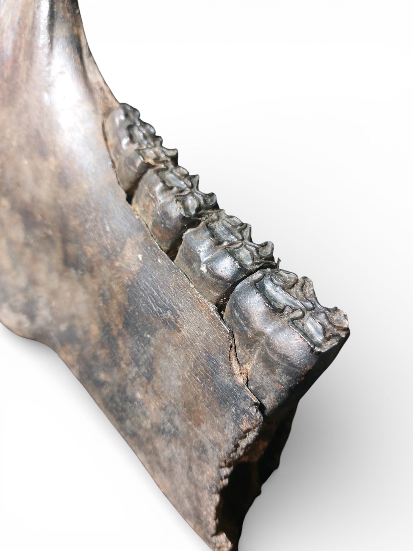 Equus ferus – Ice Age Horse Jaw from the Pleistocene 1
