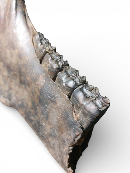 Equus ferus – Ice Age Horse Jaw from the Pleistocene 1