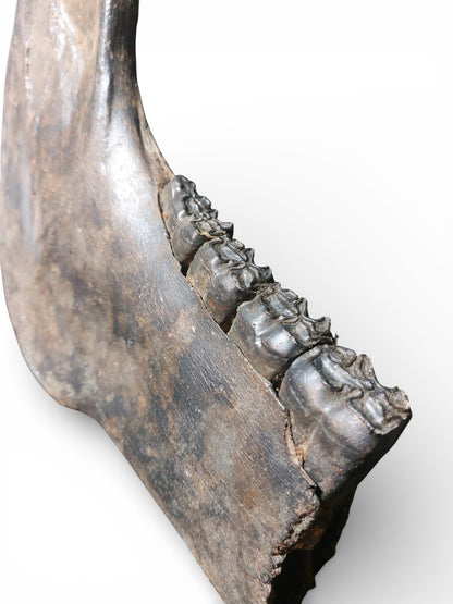 Equus ferus – Ice Age Horse Jaw from the Pleistocene 4