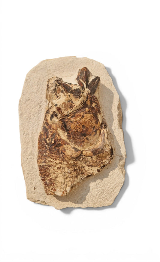 Fossil Fish – Goulmimichthys arambourgi 21cm
