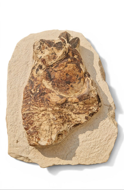 Fossil Fish – Goulmimichthys arambourgi 21cm 2