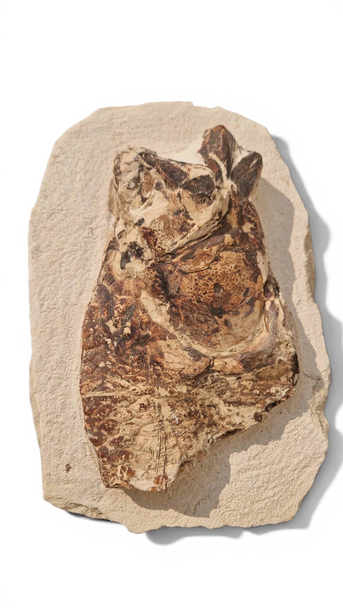 Fossil Fish – Goulmimichthys arambourgi 21cm 3