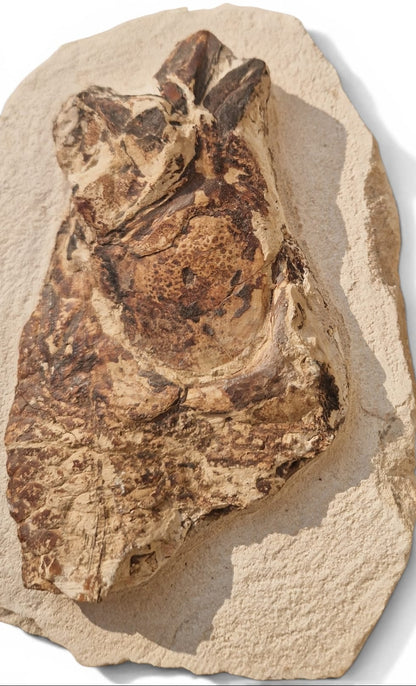 Fossil Fish – Goulmimichthys arambourgi 21cm 4