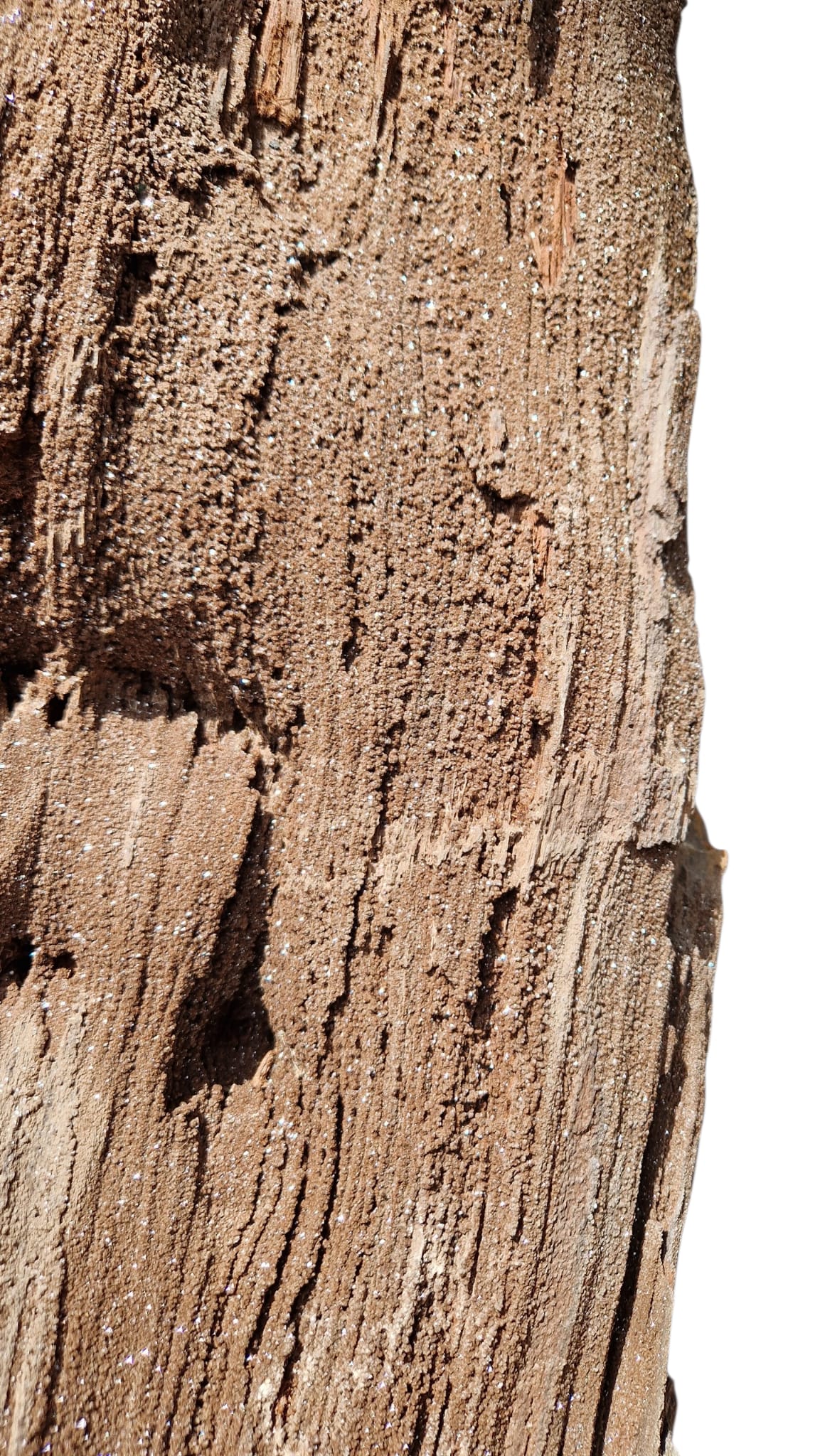 Fossilized Wood 101cm – Petrified Wood on Metal Stand | Germany 1